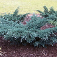 Можжевельник виргинский Грей оул, Juniperus virginiana Grey Owl