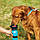Поїлка для собак дорожня Dog Water Bottle 7363, біла, фото 5