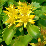 Очиток камчатський, Sedum kamtschaticum, фото 4