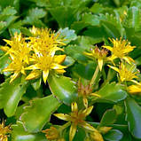 Очиток камчатський, Sedum kamtschaticum, фото 3