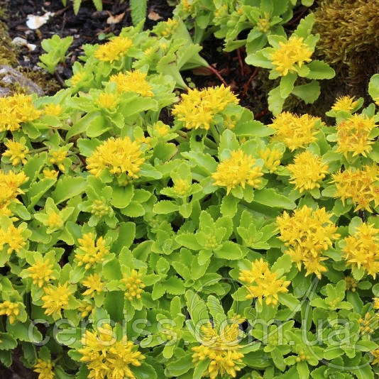 Очиток камчатський, Sedum kamtschaticum