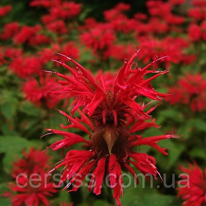 Купить Монарда красная, Monarda didyma, цена 55 ₴ — Prom.ua (ID#1411320251)