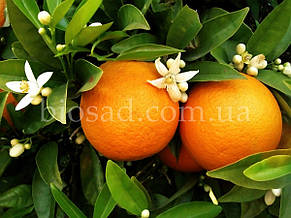 Апельсин Вашингтон Навел (Washington Navel), самоплідний, фото 2