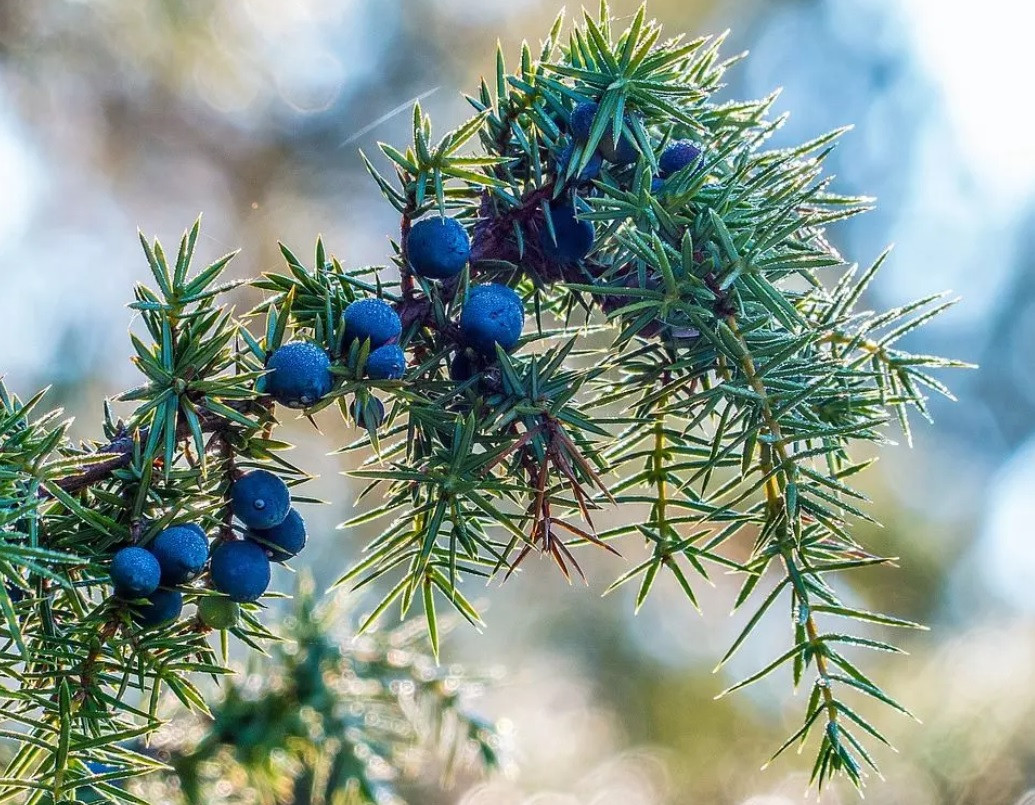 Рефіл для дифузора Проміс-Плюс, Ялівець 350мл, фото 1