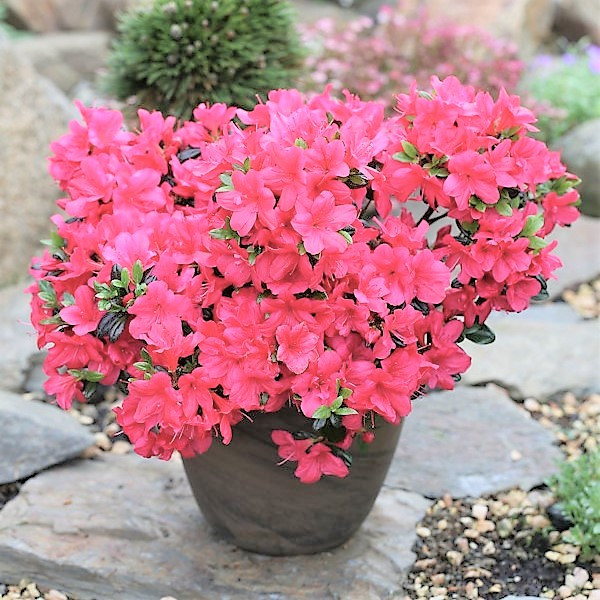 Рододендрон тупий "Анук" (Rhododendron obtusum 'Anouk') Р9, фото 1