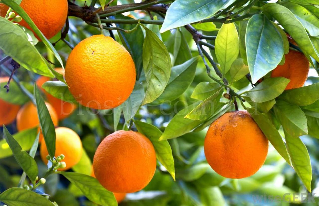 Апельсин Верна (Verna), самоплідний