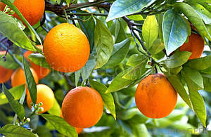 Апельсин Верна (Verna), самоплідний, фото 2