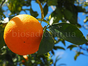 Апельсин Верна (Verna), самоплідний, фото 2