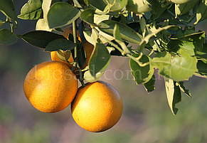 Апельсин Гамлін (Hamlin), самоплідний, фото 2