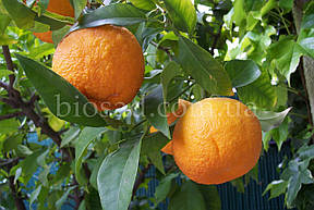 Ексклюзив! Апельсин Кара-Кара (Cara Cara Navel Orange), самоплідний, фото 4