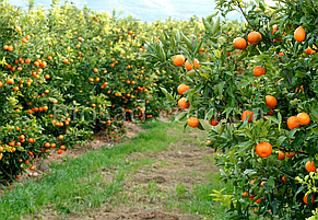 Ексклюзив! Апельсин Кара-Кара (Cara Cara Navel Orange), самоплідний, фото 3