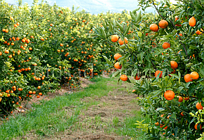 Ексклюзив! Апельсин Кара-Кара (Cara Cara Navel Orange), самоплідний, фото 2