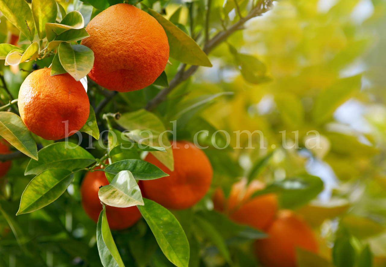 Ексклюзив! Апельсин Кара-Кара (Cara Cara Navel Orange), самоплідний