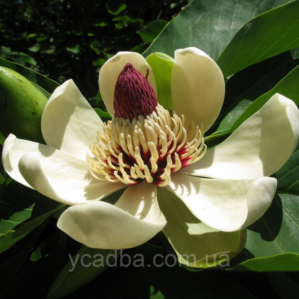 Магнолія зворотнояйцеподібна Magnolia obovata (горшик 0,5л)