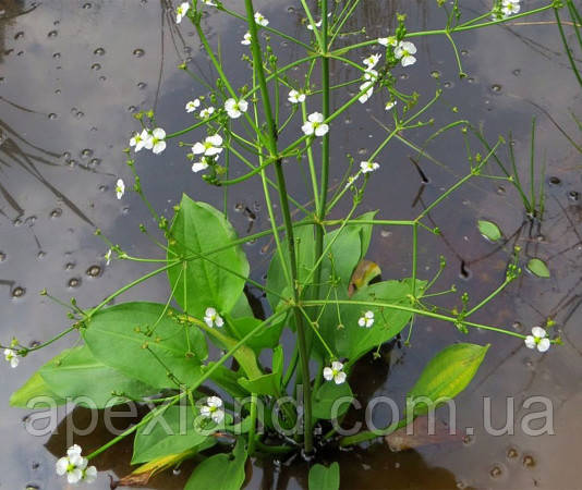 Рослина для ставка Алісма (Alisma plantago-aquatica)