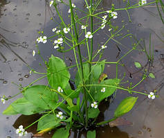 Рослина для ставка Алісма (Alisma plantago-aquatica)