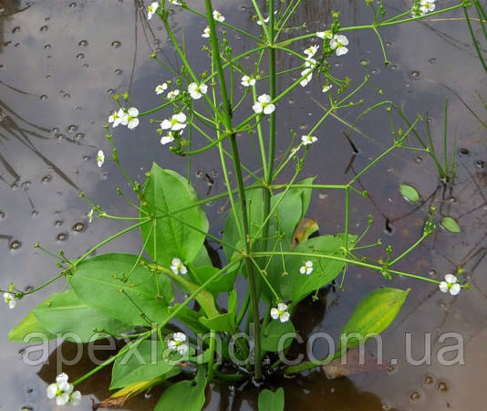 Рослина для ставка Алісма (Alisma plantago-aquatica), фото 1