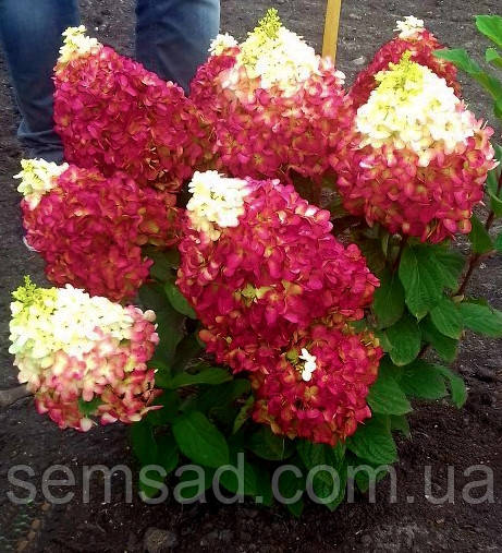 Гортензія волотиста Лівінг Колорфул Коктейль \ Hydrangea Living Colorful Cocktail (саджанці 2 роки ) Новинка