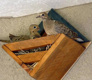 Гнездовье для птиц "Болинк" мускат