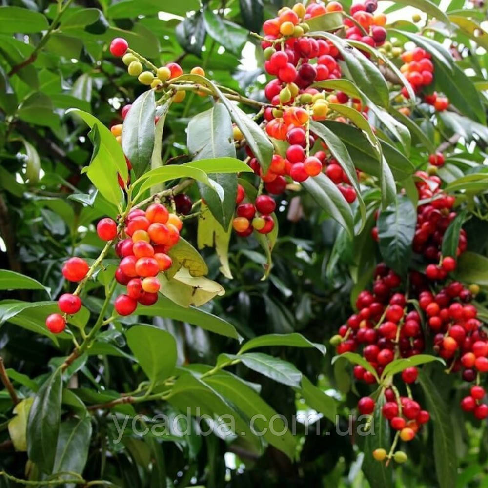 Лавровишня (горщик 1л), фото 1