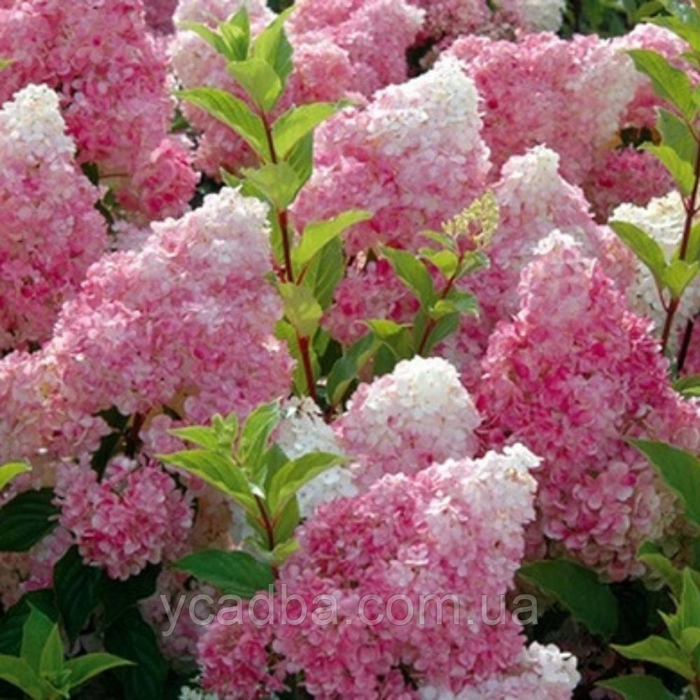 Гортензія волотиста Ваніла Фрейз Vanille Fraise 1 (горшик 0,5л)