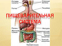 Препараты Арго для желудка, кишечника, печени, поджелудочной, антипаразитарные препараты, очистка