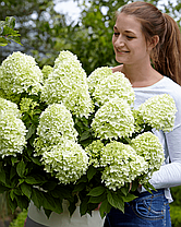 Гортензія волотиста Літл Спукі \ Hydrangea paniculata Little Spooky (саджанці 3 роки С5л ) Новинка, фото 2