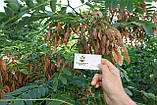 Акація біла насіння (1 г прибл. 50 шт) (Robinia pseudoacacia) робінія звичайна псевдоакація, фото 5