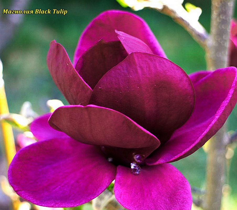Магнолія Black Tulip (Чорний тюльпан) 130 -150  см. 5 год c 5