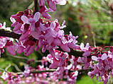 Церцис канадський насіння (10 шт) (Cercis canadensis) східний червонолистий, фото 3