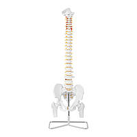Анатомічна модель людського хребта чоловічого тазу 86 см