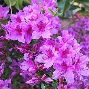 Рододендрон тупий Блю Данубе (Rhododendron obtusum Blue Danube) Р9
