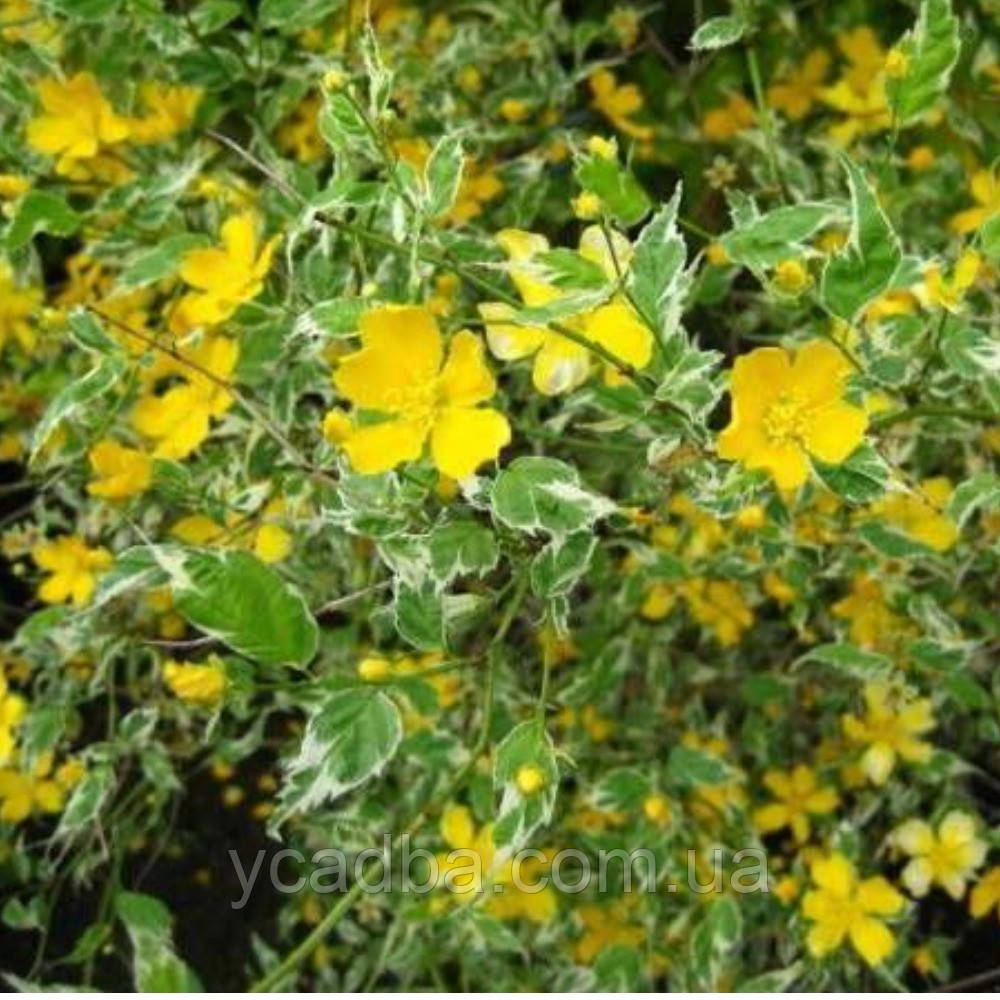 Керія японська варіагата Пікта (горшик 0,5л), фото 1