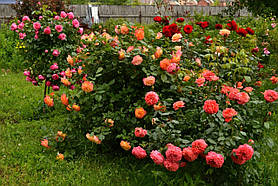 Роза Гартеншпас (Gartenspass) Форибунда, фото 2