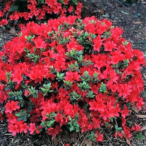 Рододендрон тупий Хіно Крімсон (Rhododendron obtusum Hino Crimson) Р9, фото 1