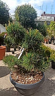 Сосна обыкновенная бонсай pinus sylvestris ciotola bonsai с 40 l h 100-120