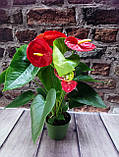 Гіршкова рослина Антуріум An Lipstic Red (Музьке щастя), фото 2