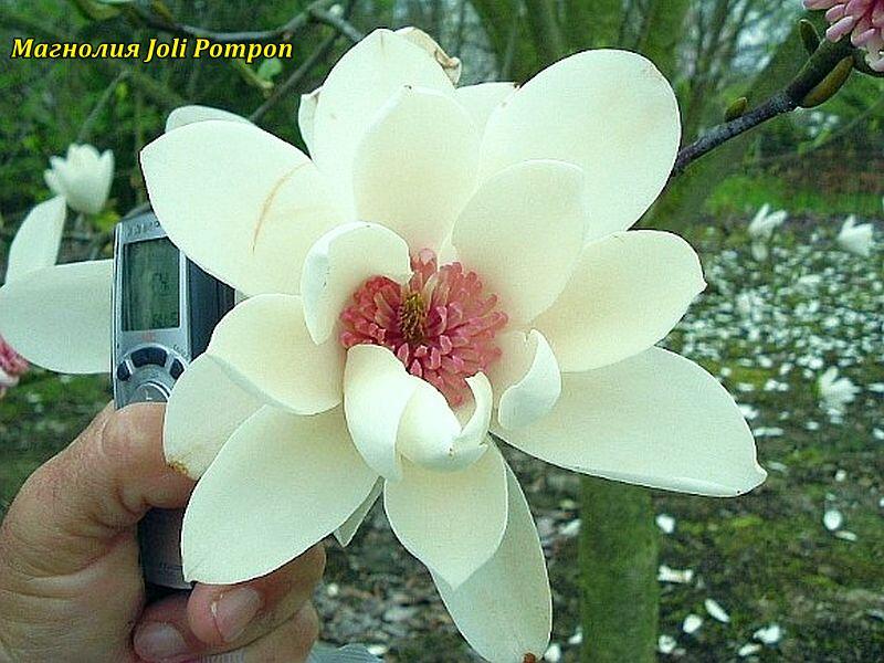 Магнолія Joli Pompon (Джолі Помпон)  150 - 160см 5год с5