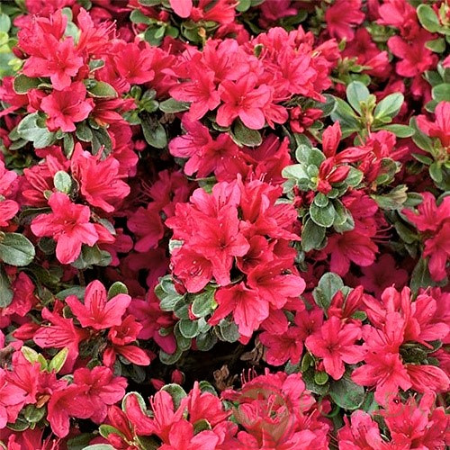 Рододендрон тупий Модеркенсдах (Rhododendron obtusum Moederkensdag) Р9