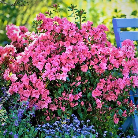 Рододендрон японський Блаувс Пінк (Rhododendron japonica Blaauw's Pink) Р9