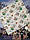 Дитячі тонкі пелюшки ситець у пологовий будинок більшого розміру 100х100, фото 3