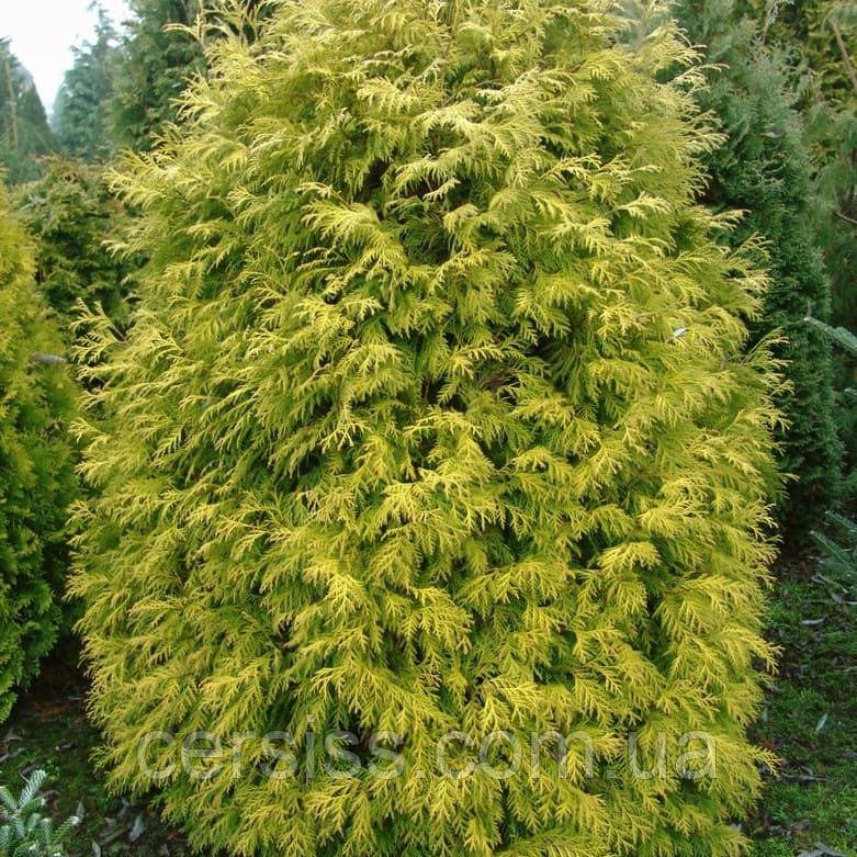 Туя Холмструм еллоу, Thuja occidentalis Holmstrup Yellow - фото 2 - id-p1413900443