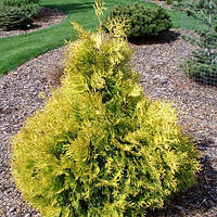 Туя Холмструм еллоу, Thuja occidentalis Holmstrup Yellow