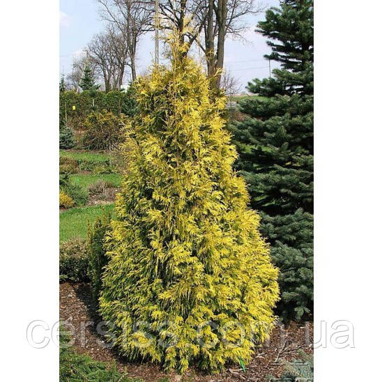 Туя Холмструм еллоу, Thuja occidentalis Holmstrup Yellow - фото 4 - id-p1413900443