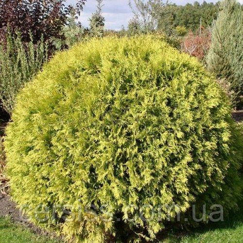 Туя куляста глобоза ауреа Thuja occidentalis Globosa Aurea