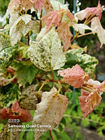 Клен rubrum "Candice Ice". Клен червоний "Кендіс Айс" (Конфети лід). Acer rubrum "Candice Ice".