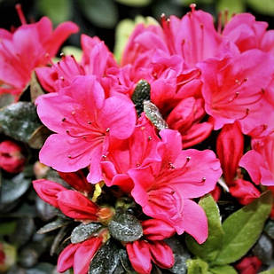 Рододендрон азалія червона Гейша Ред (Rhododendron Geisha Red) Р9