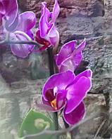 Горшечное растение Орхидея Фаленопсис миди 2