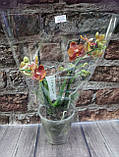 Гіршкова рослина Орхідея Фаленопсис міні, фото 2