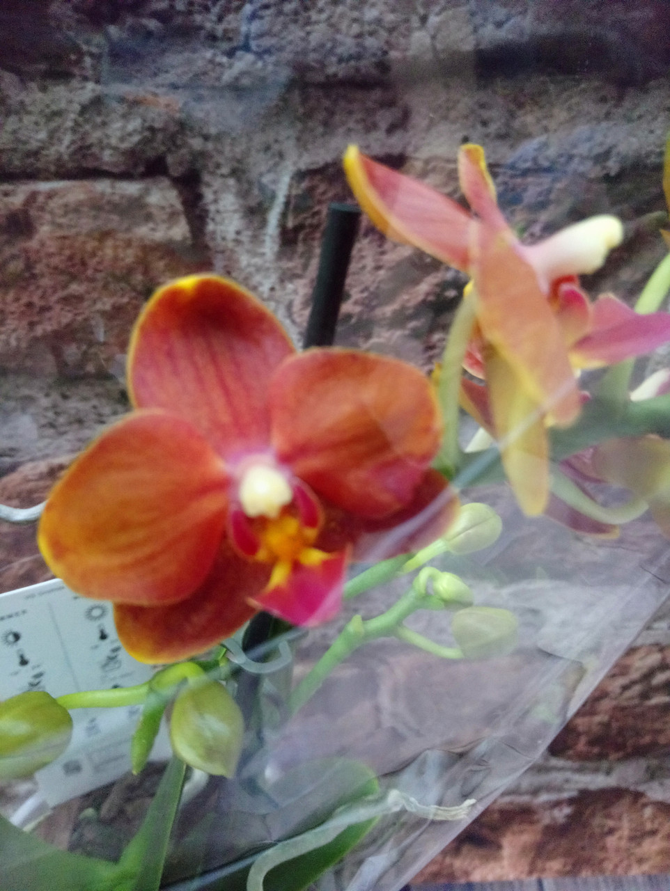 Гіршкова рослина Орхідея Фаленопсис міні